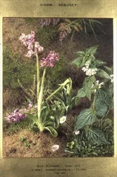 Flores silvestres